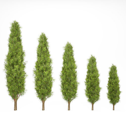 Mediterranean cypress No2 3D model