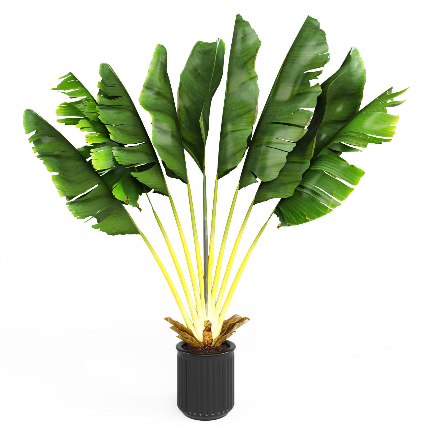 Collection of Plant 01 3D model_2