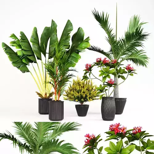 Collection of Plant 01