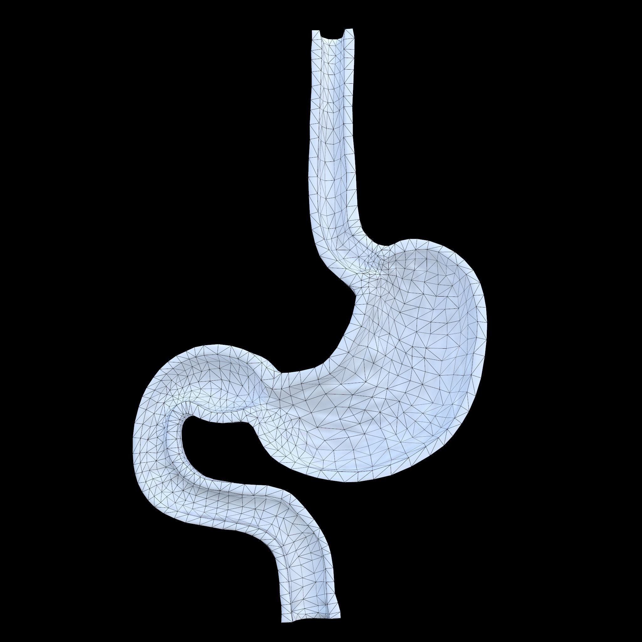 Stomach cross sectional anatomy Low-poly 3D model_7