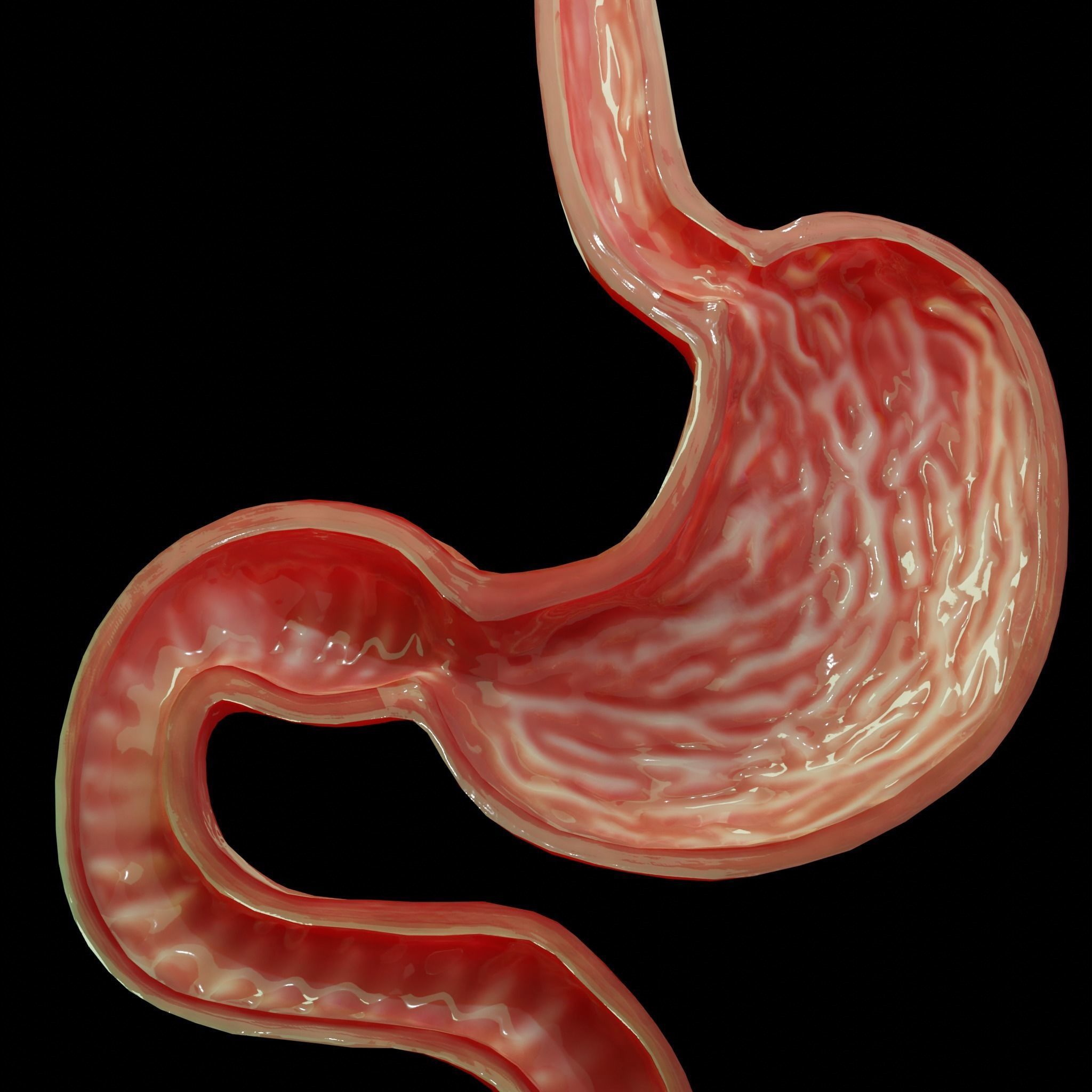 Stomach cross sectional anatomy Low-poly 3D model_6
