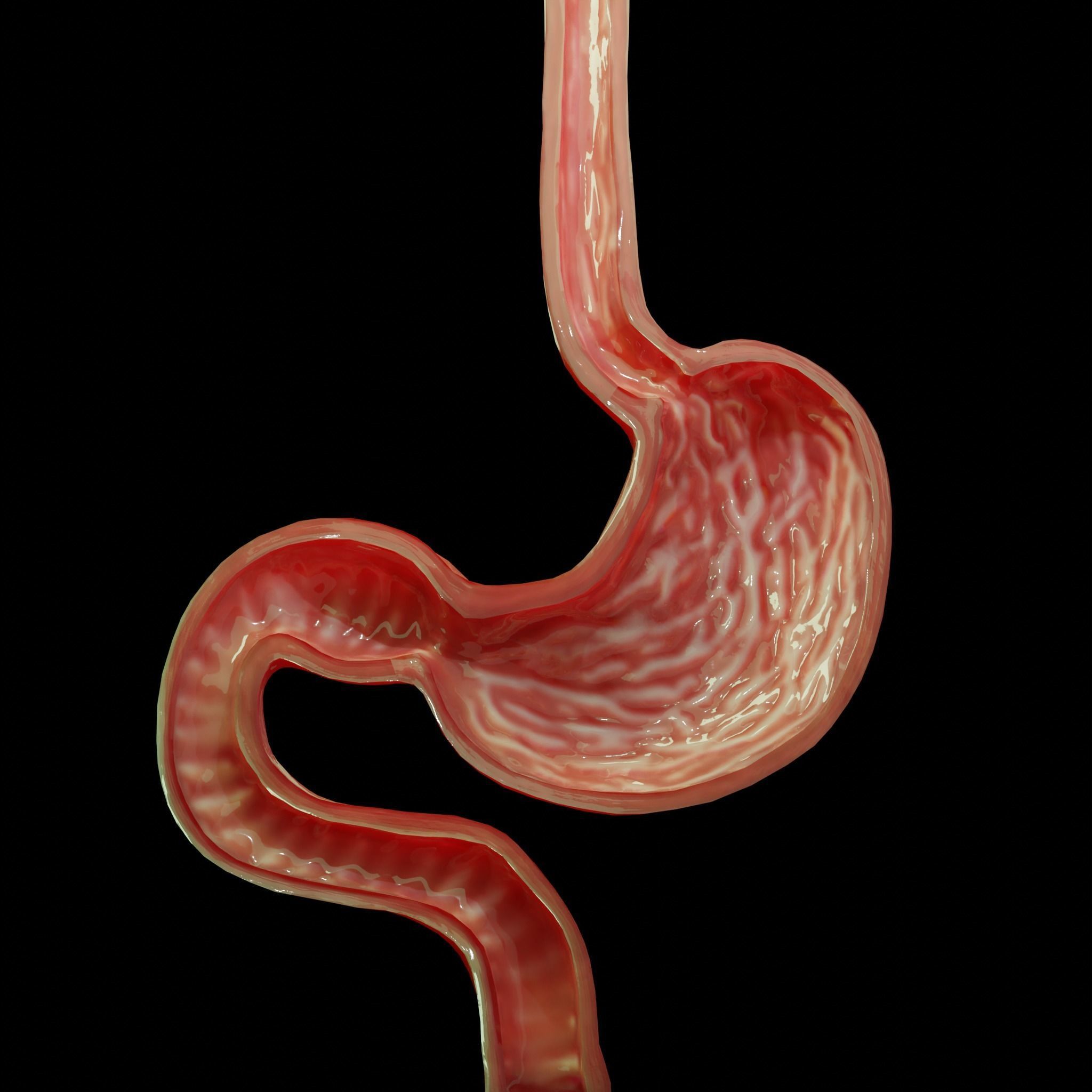 Stomach cross sectional anatomy Low-poly 3D model_2