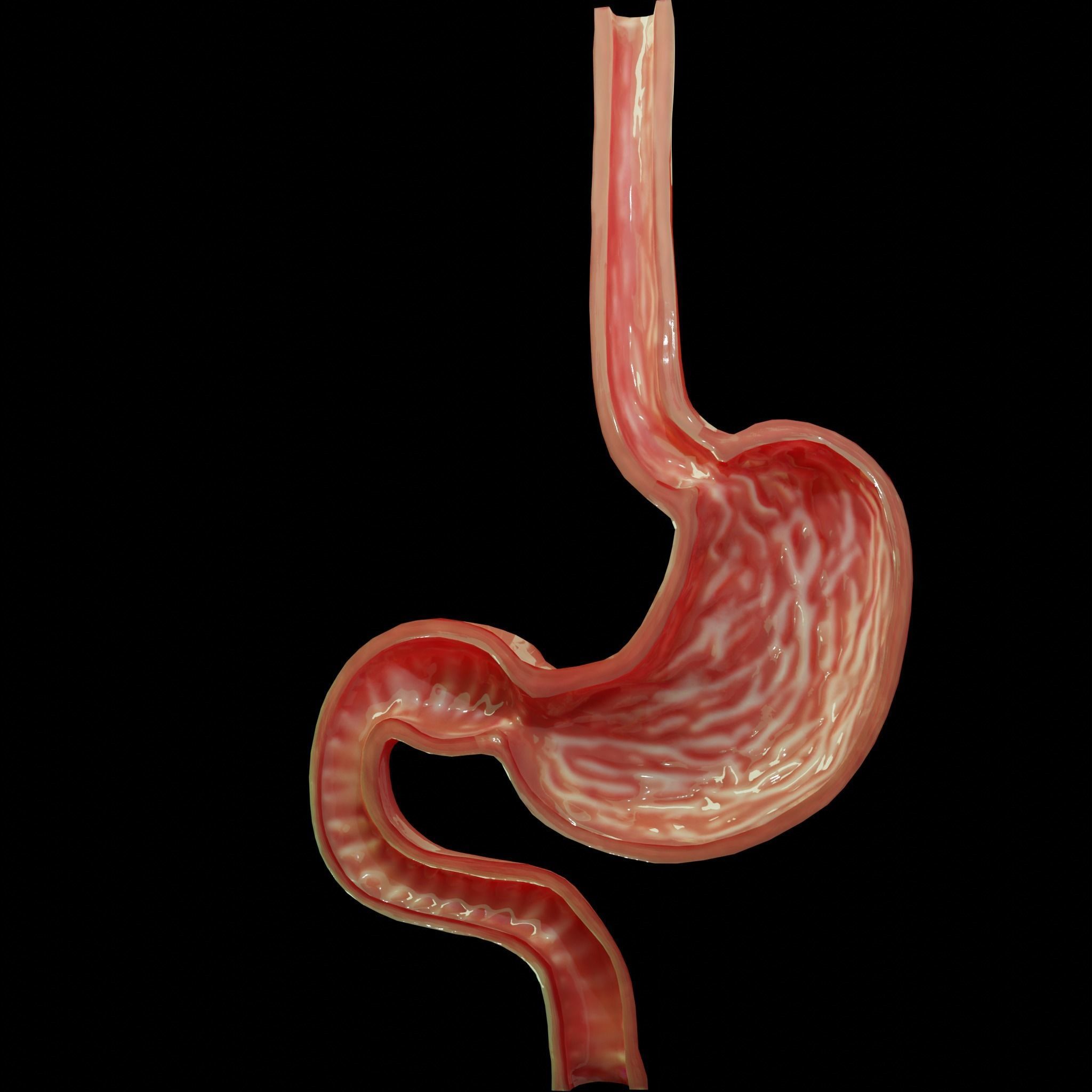 Stomach cross sectional anatomy Low-poly 3D model_5