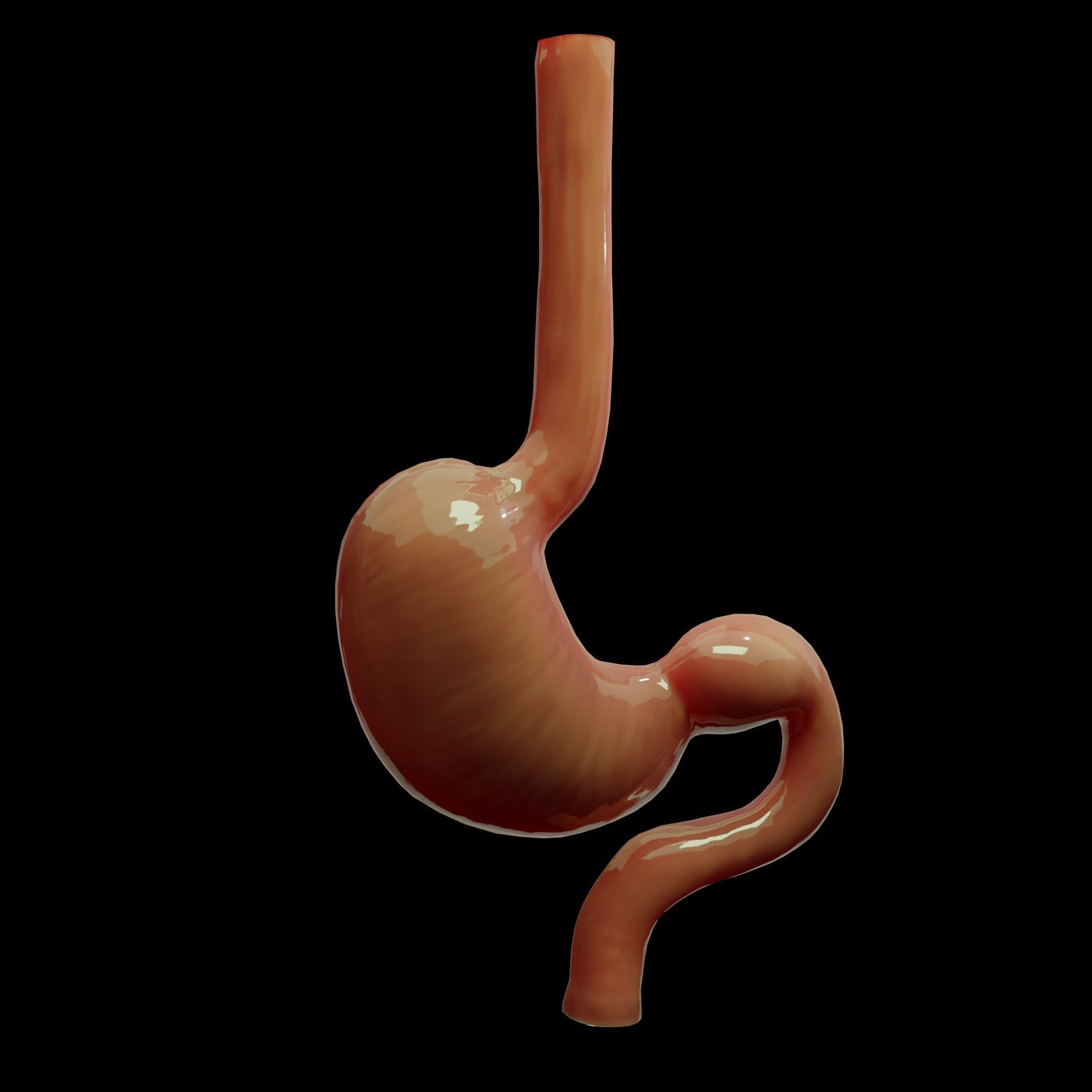 Stomach cross sectional anatomy Low-poly 3D model_4