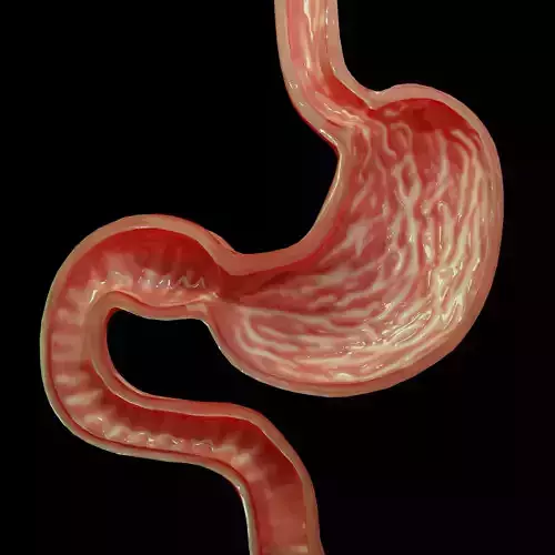 Stomach cross sectional anatomy Low-poly 3D model