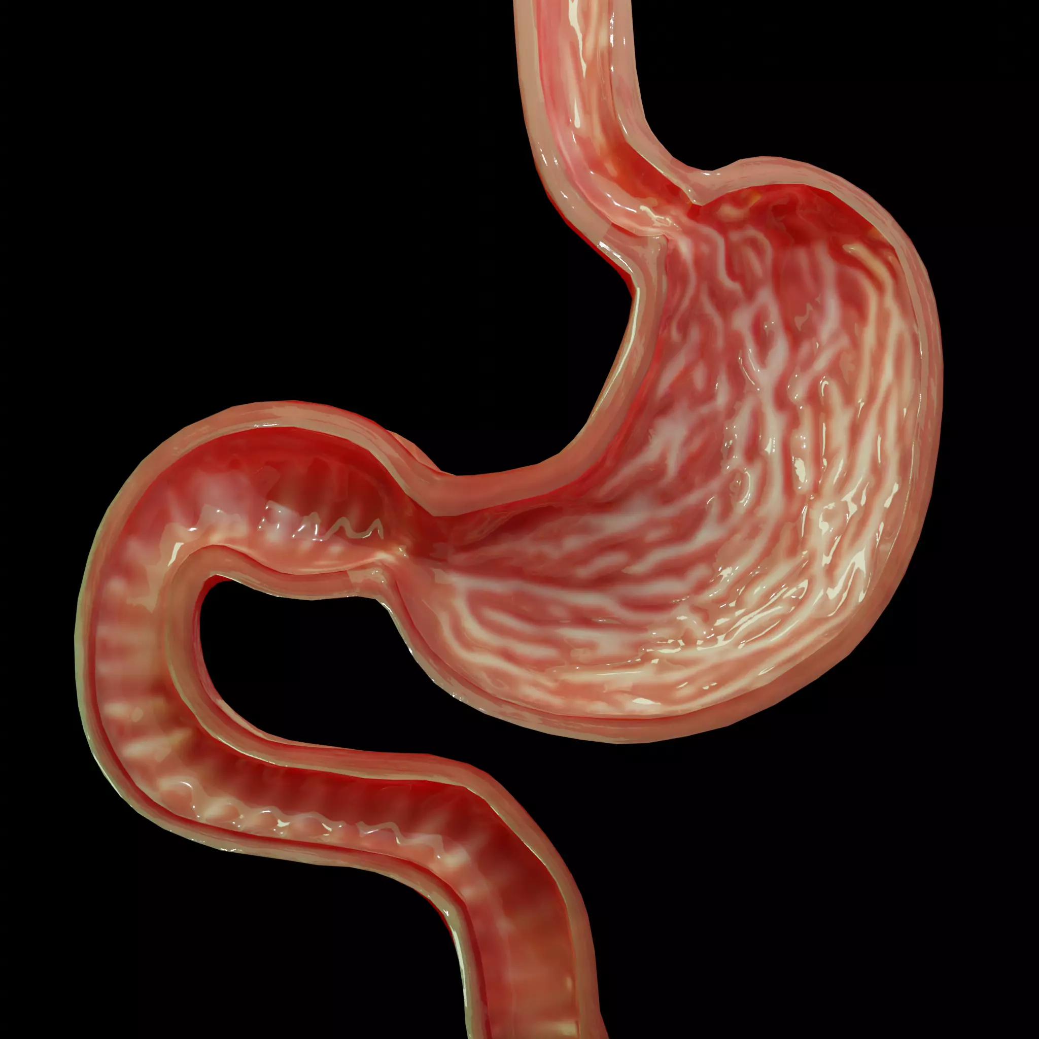 Stomach cross sectional anatomy Low-poly 3D model_0