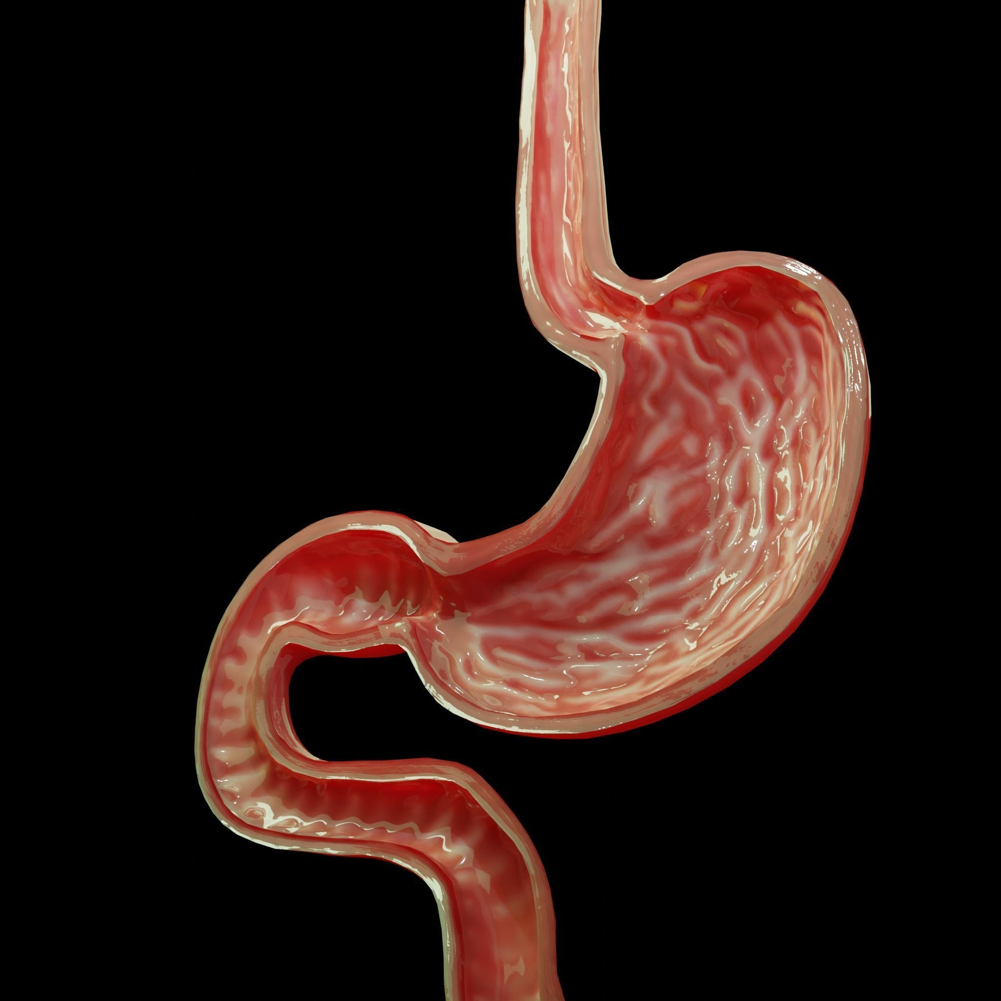 Stomach cross sectional anatomy Low-poly 3D model_3