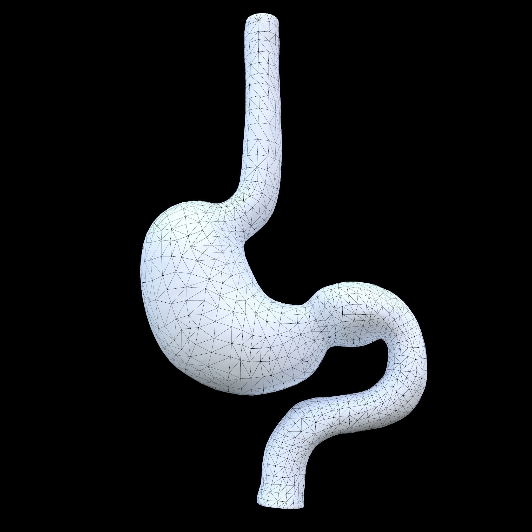 Stomach cross sectional anatomy Low-poly 3D model_8