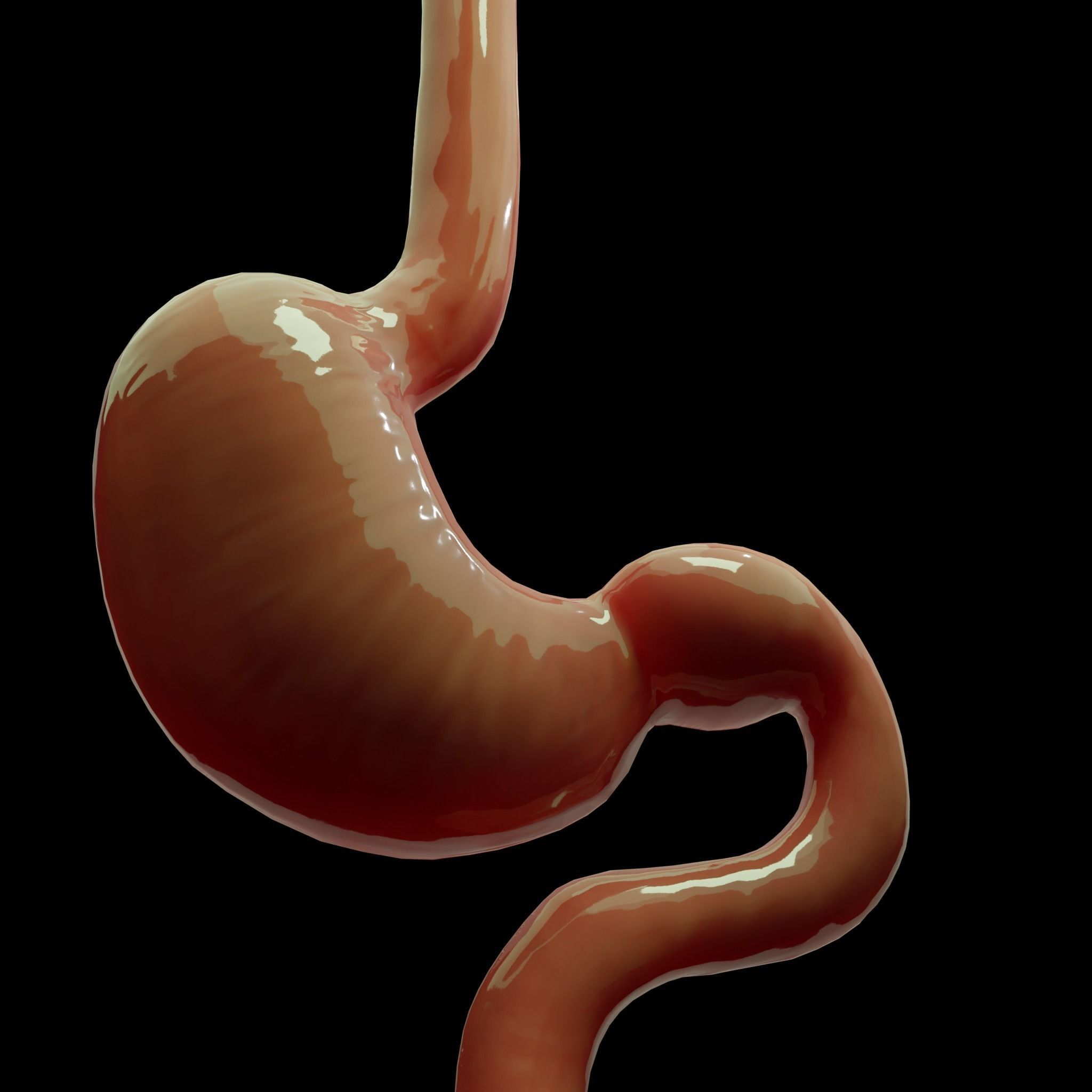 Stomach cross sectional anatomy Low-poly 3D model_1