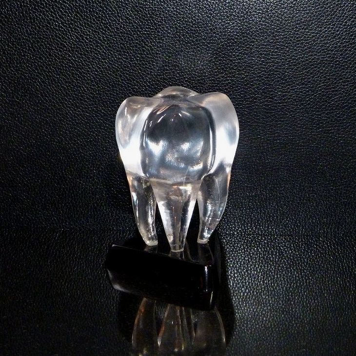 Tooth 3D model figurines 3D print model_13