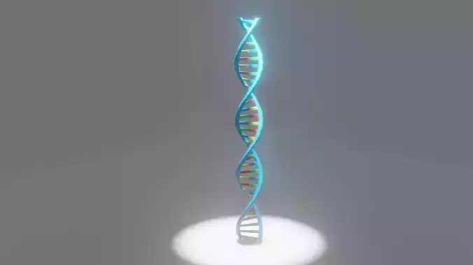 DNA Molecule 3D Model