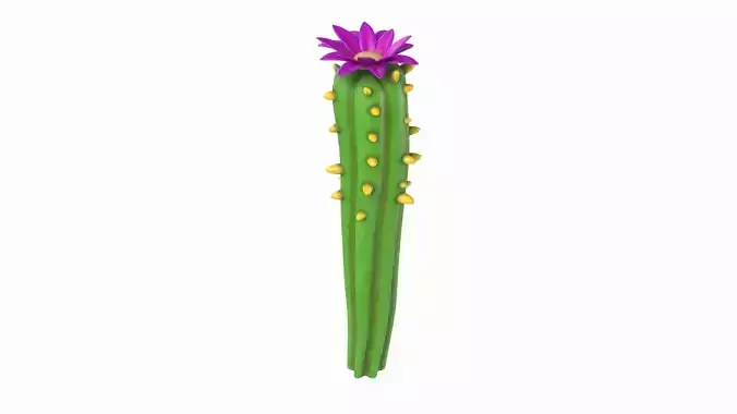 Cartoon cactus  3D model Cartoon cactus  3D model