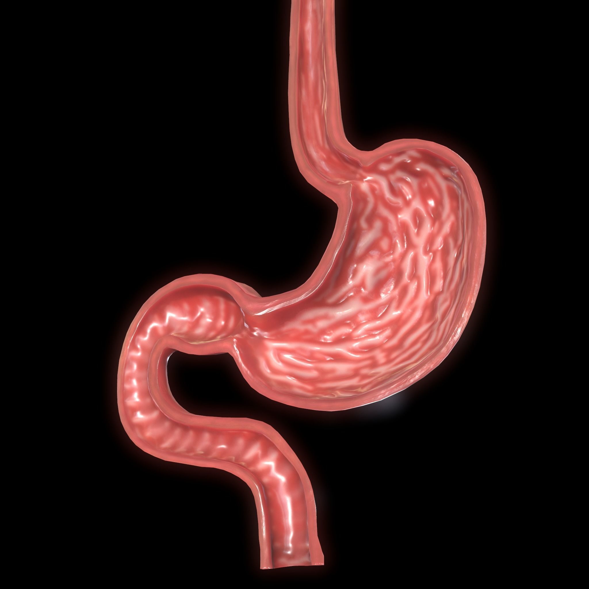 Stomach cross sectional anatomy Low-poly 3D model_3