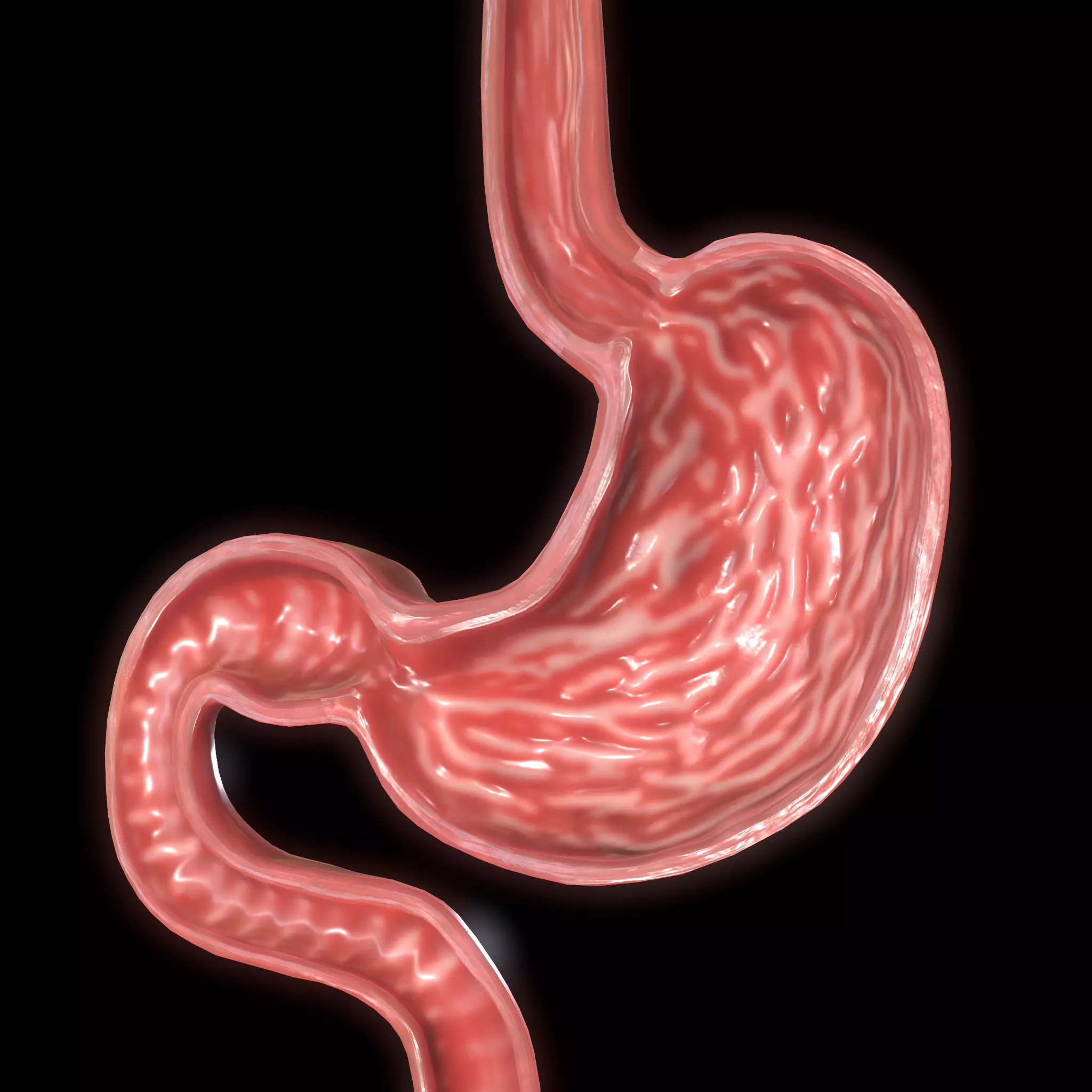 Stomach cross sectional anatomy Low-poly 3D model_0