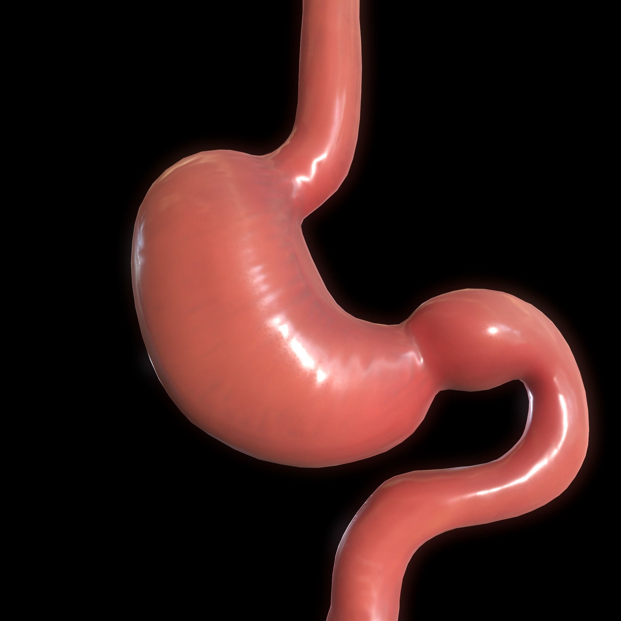 Stomach cross sectional anatomy Low-poly 3D model_5