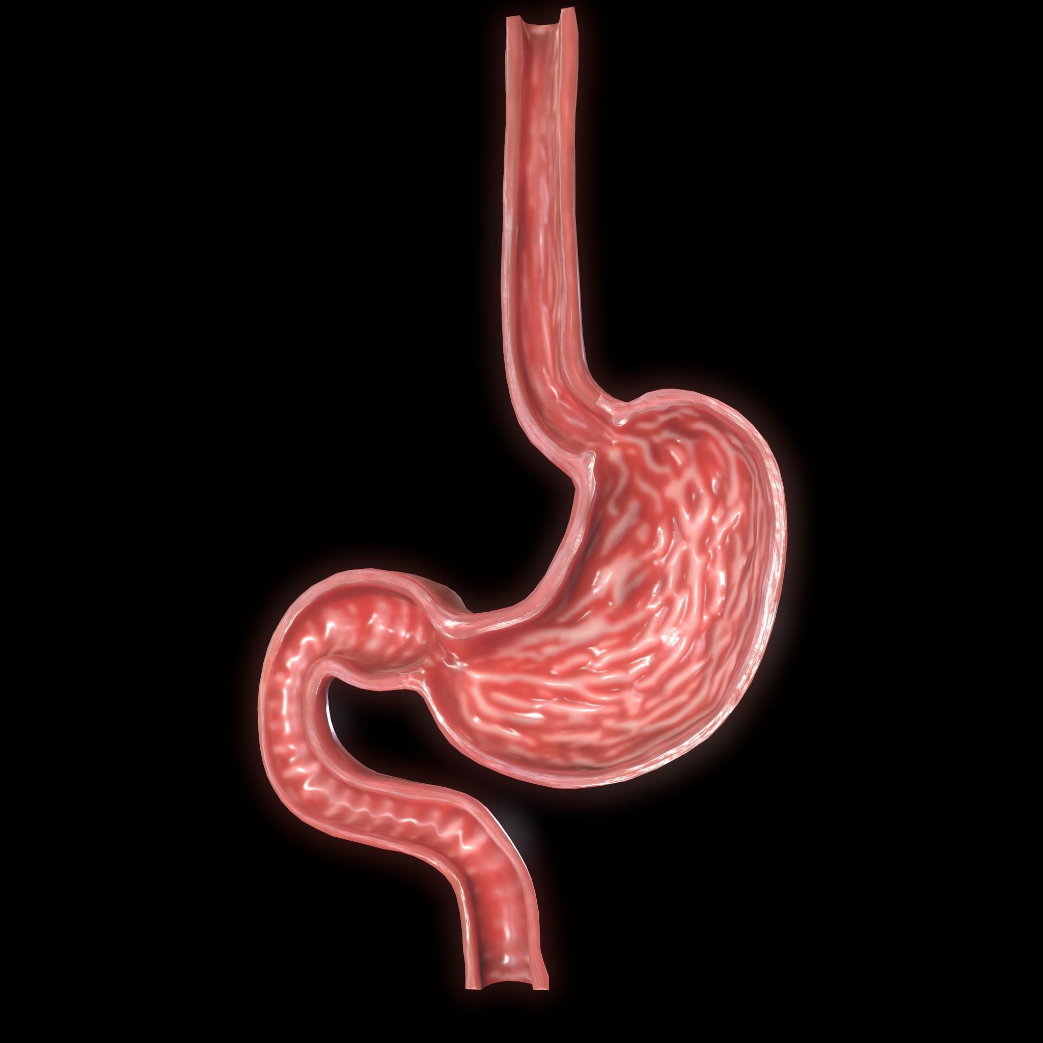 Stomach cross sectional anatomy Low-poly 3D model_4