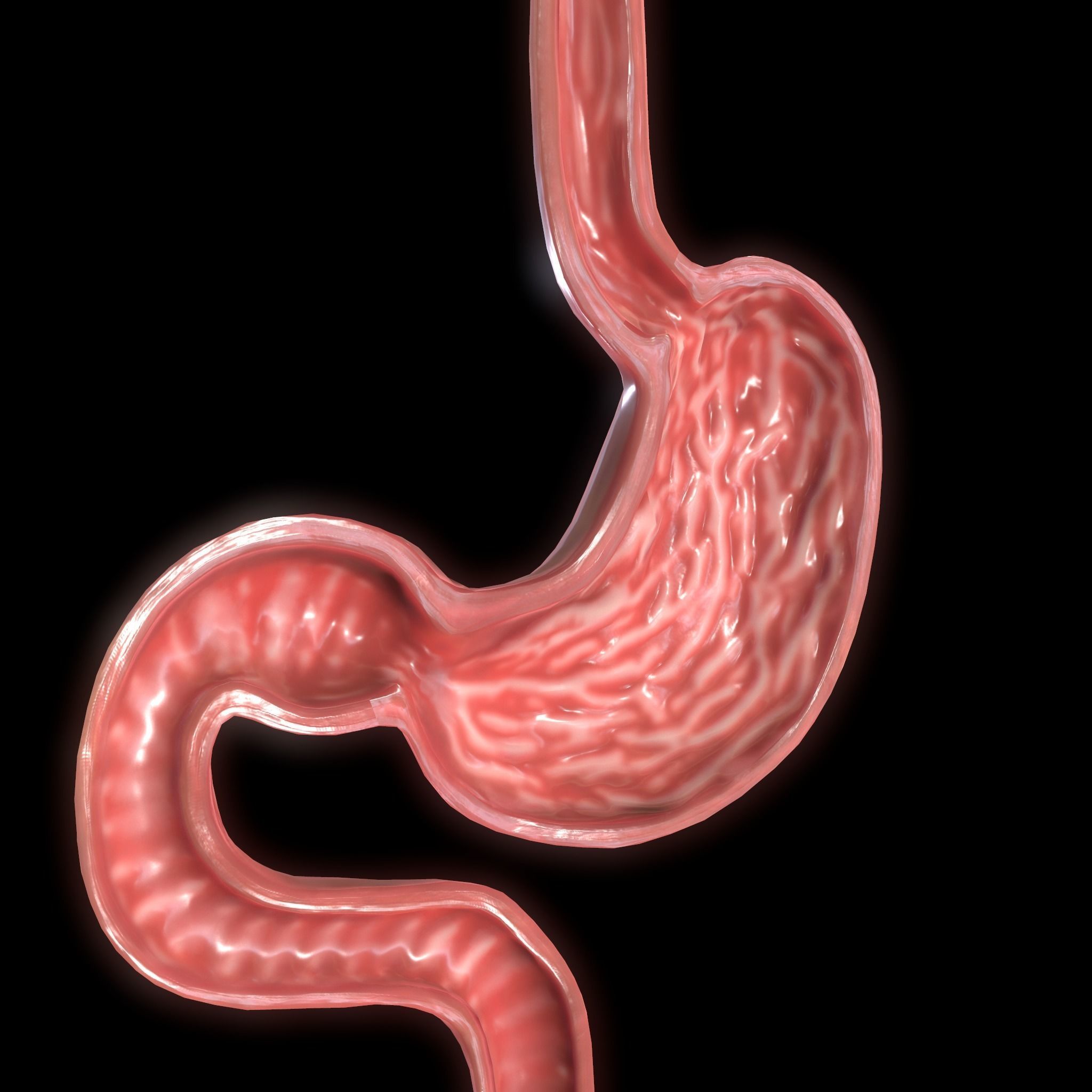 Stomach cross sectional anatomy Low-poly 3D model_2