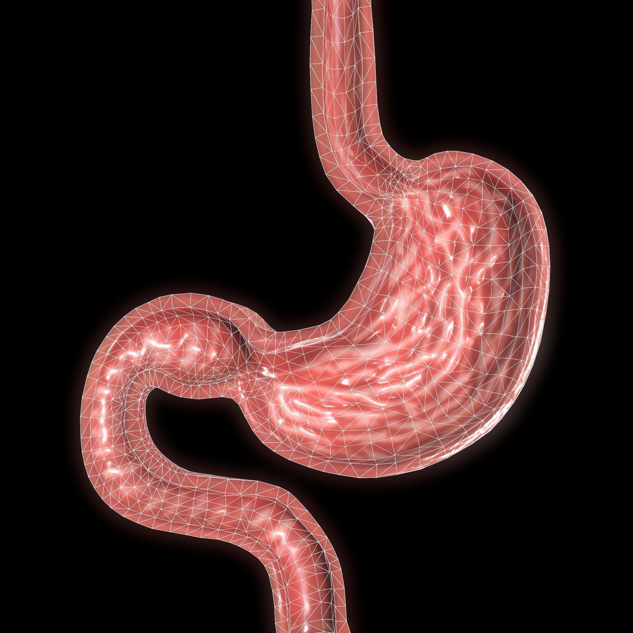 Stomach cross sectional anatomy Low-poly 3D model_7