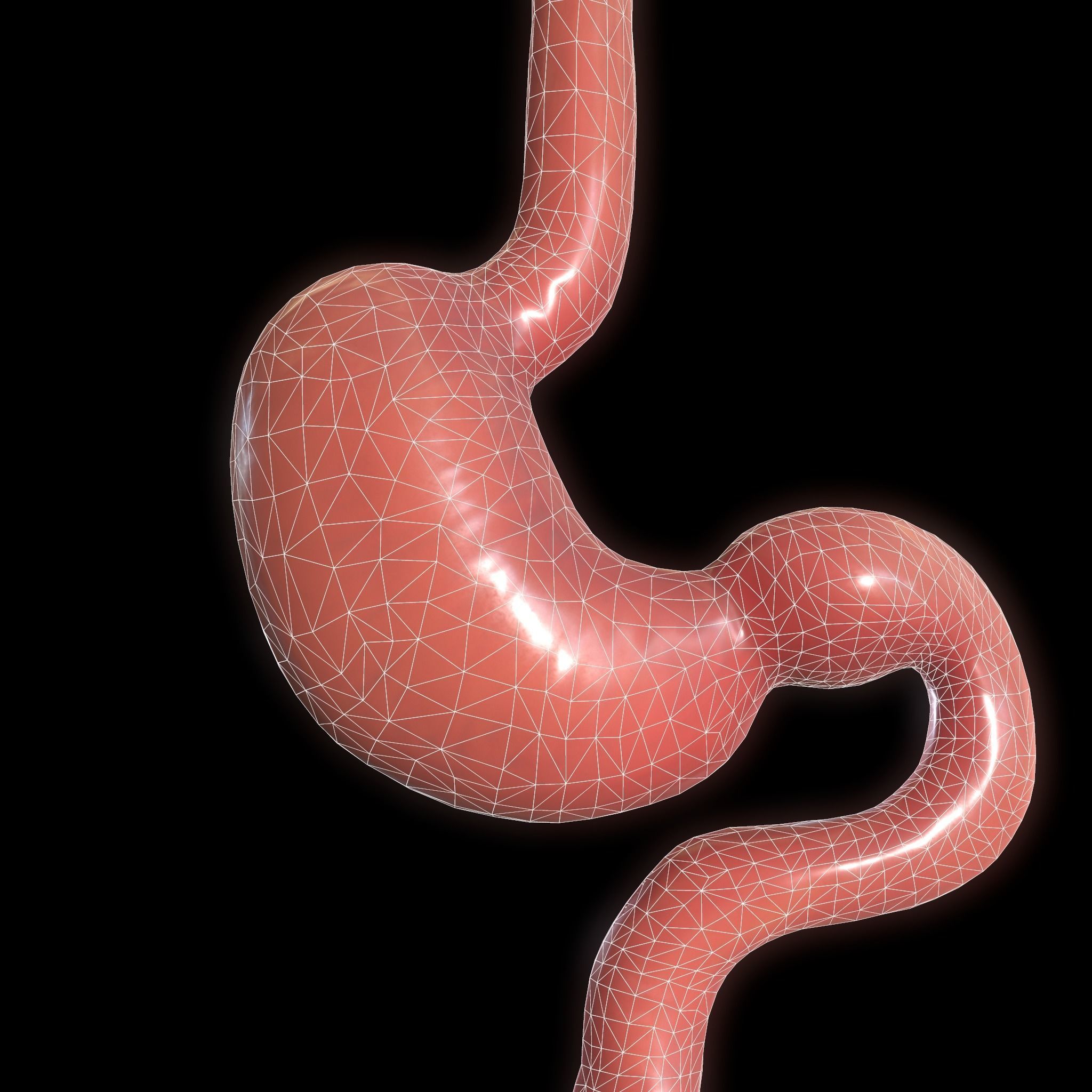 Stomach cross sectional anatomy Low-poly 3D model_6