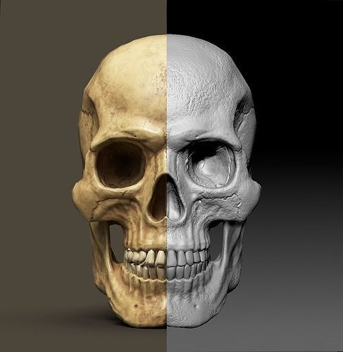 Skull Low Polly PBR Low-poly 3D model