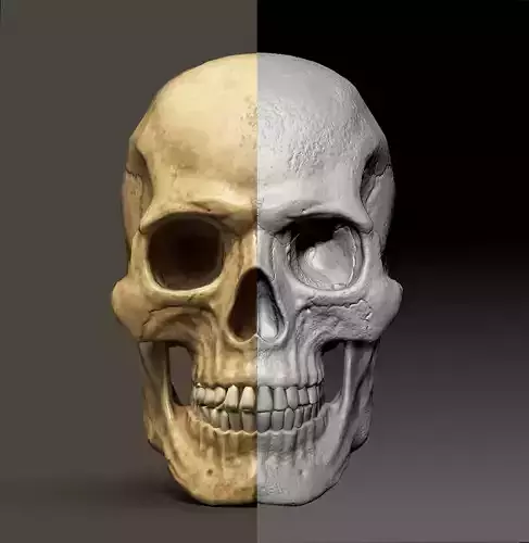 Skull Low Polly PBR Low-poly 3D model