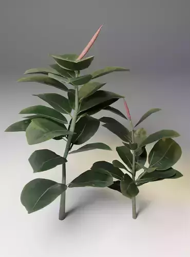 Ficus elastica Rubber Plant