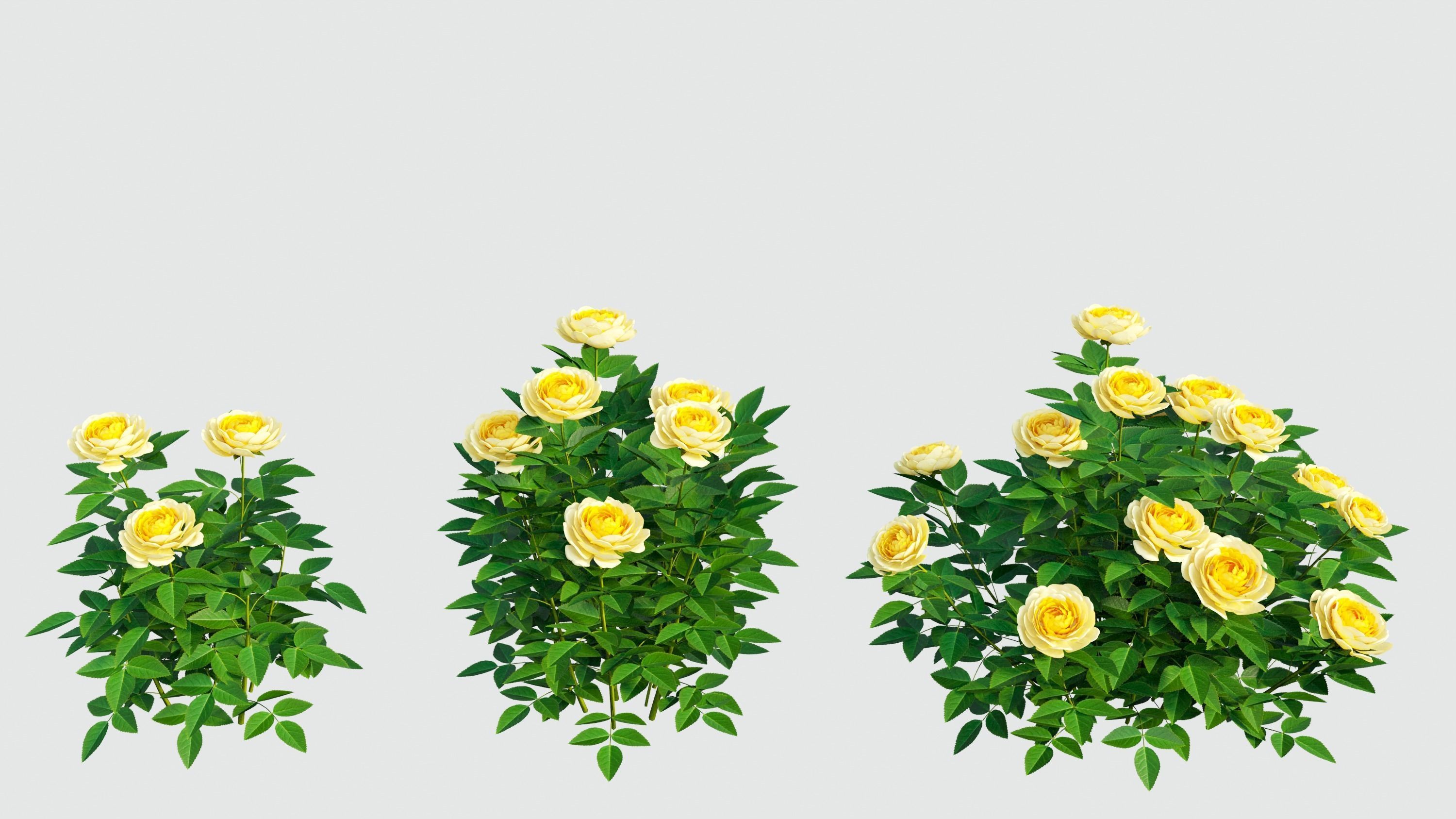 Golden celebration rose  3D model_7