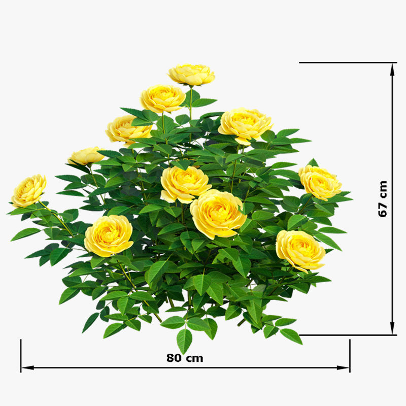 Golden celebration rose  3D model_5