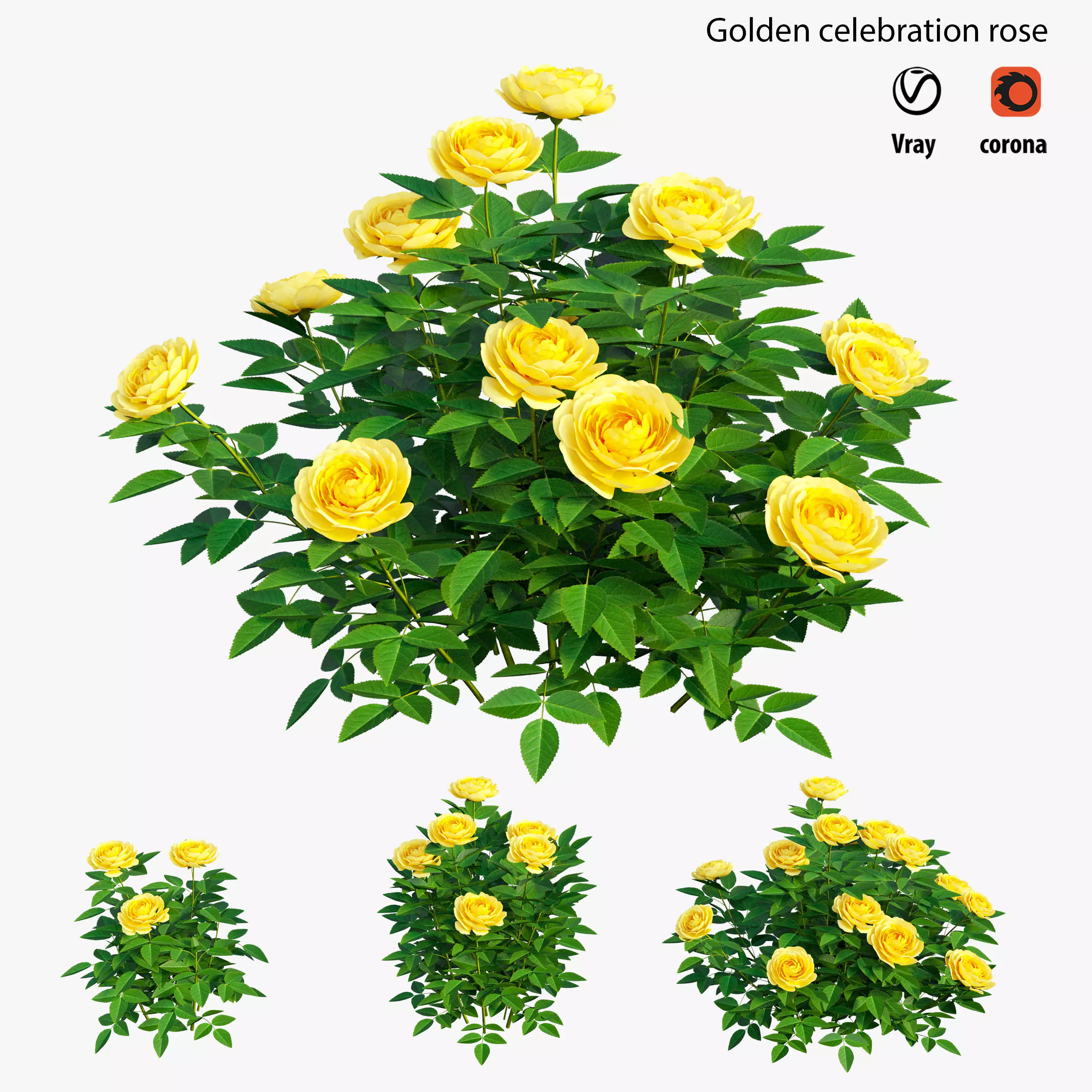 Golden celebration rose  3D model_0
