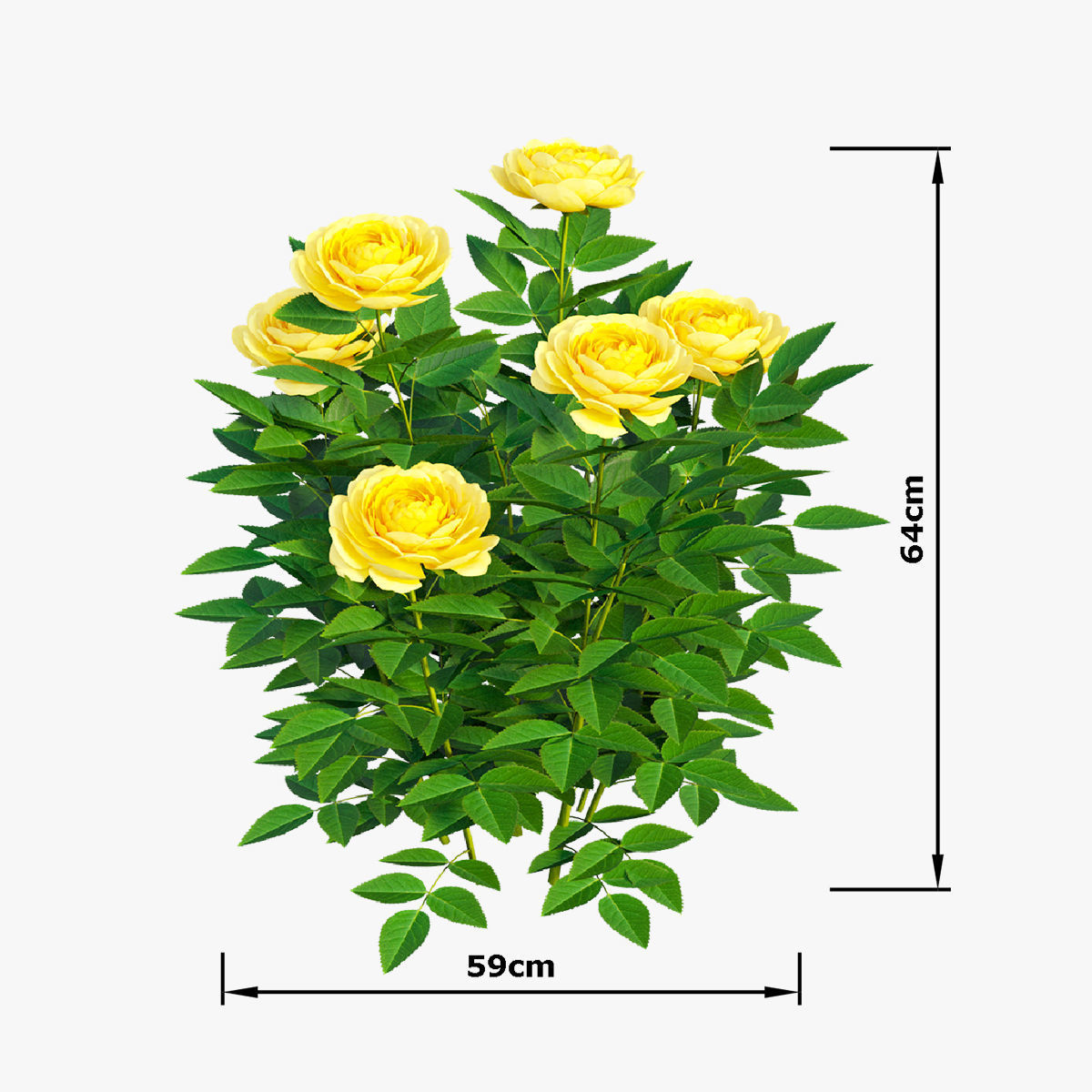 Golden celebration rose  3D model_3