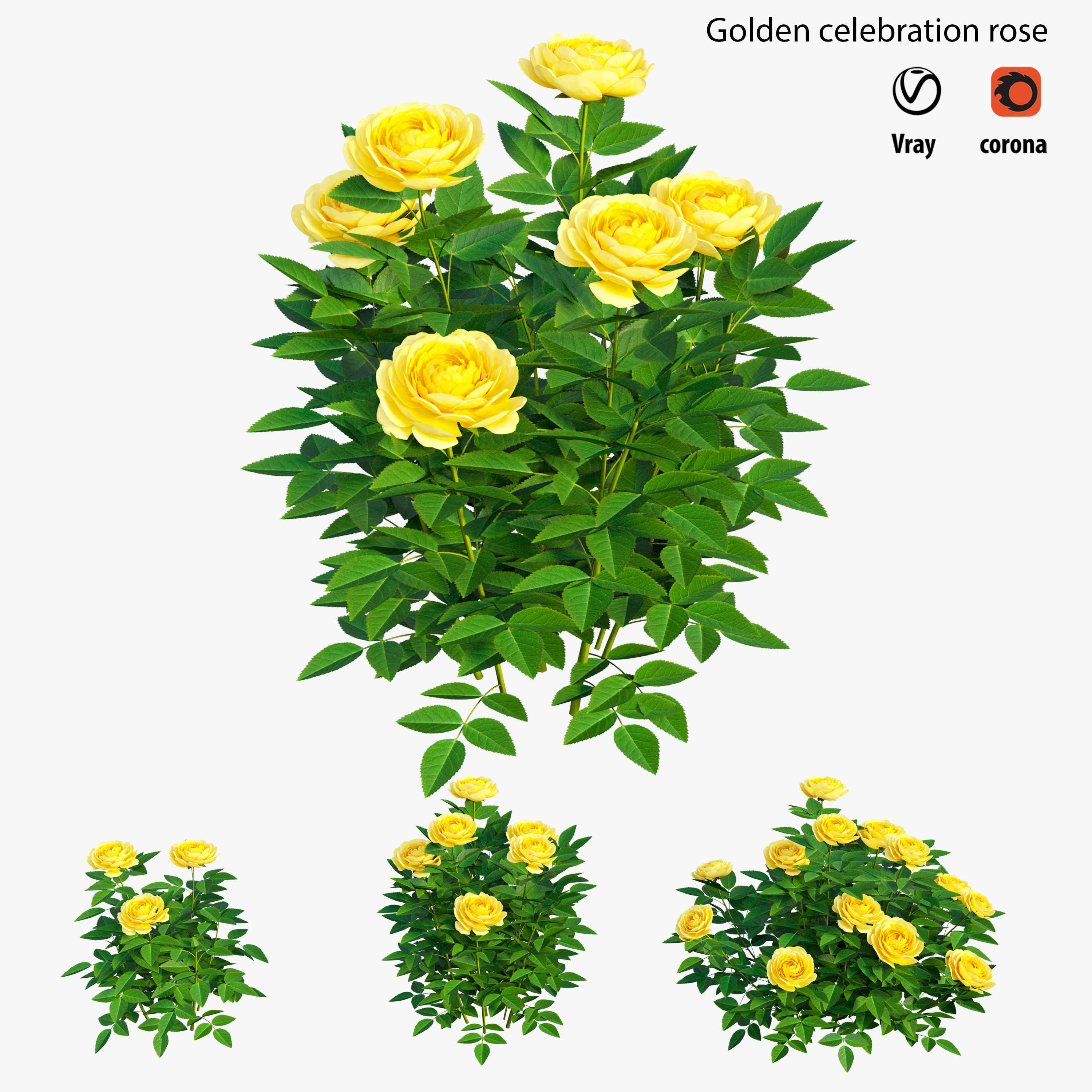 Golden celebration rose  3D model_1