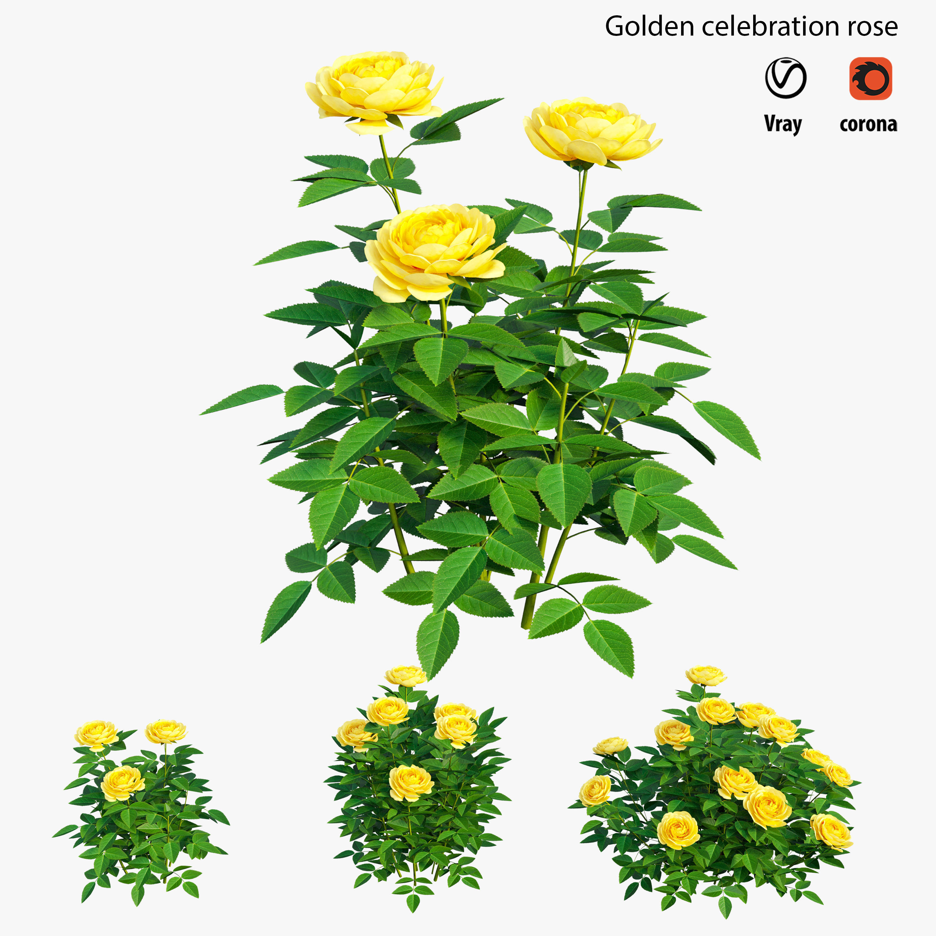Golden celebration rose  3D model_2