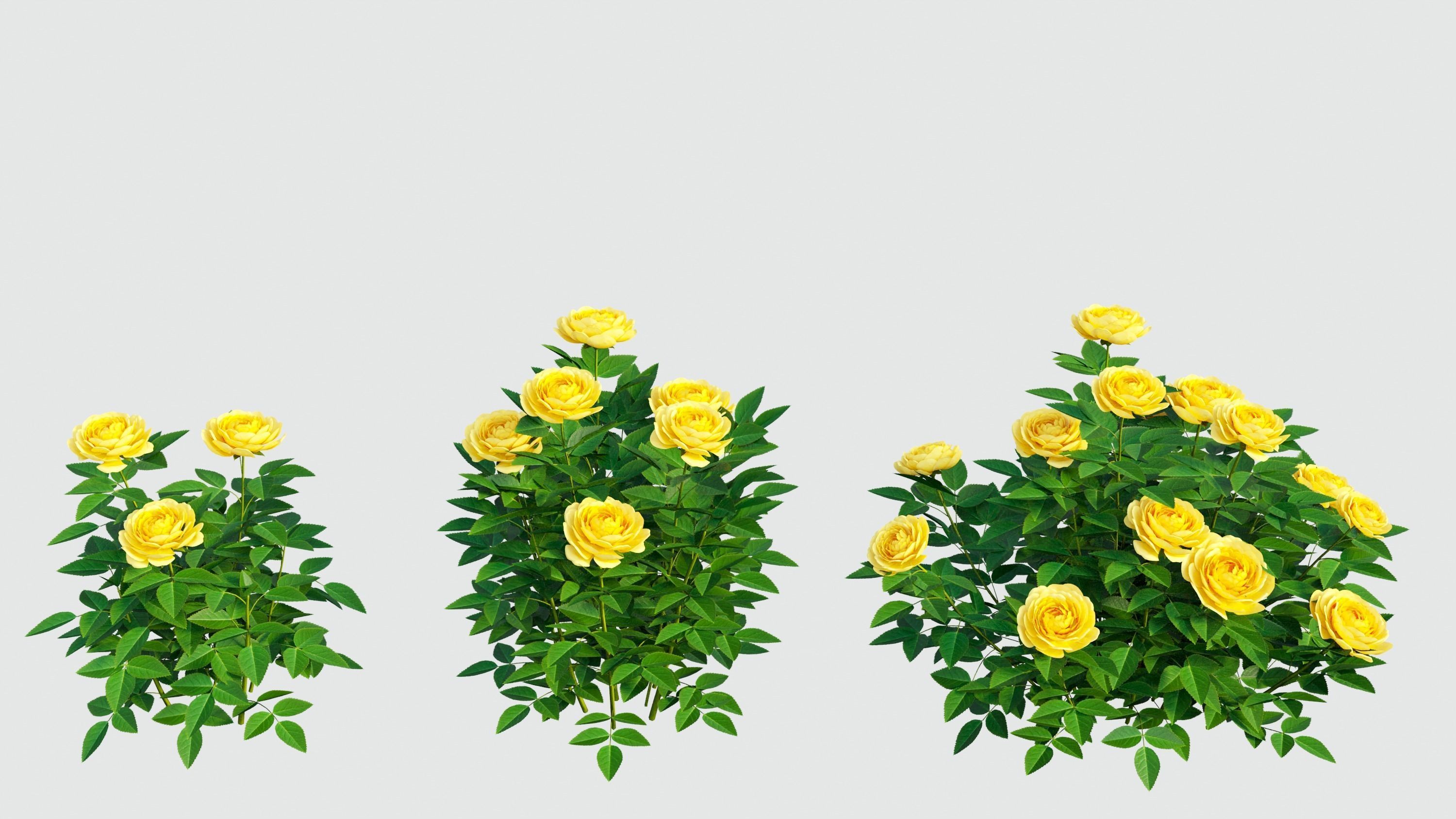 Golden celebration rose  3D model_6
