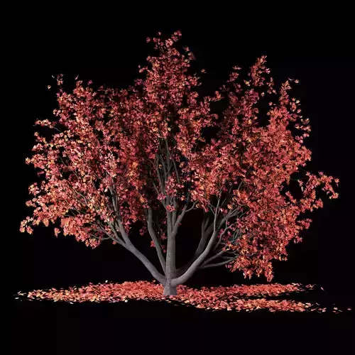 Maple tree-Fall and winter