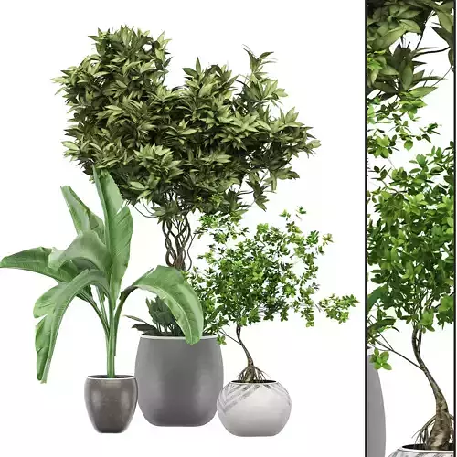 Flower Pack 132 3D model