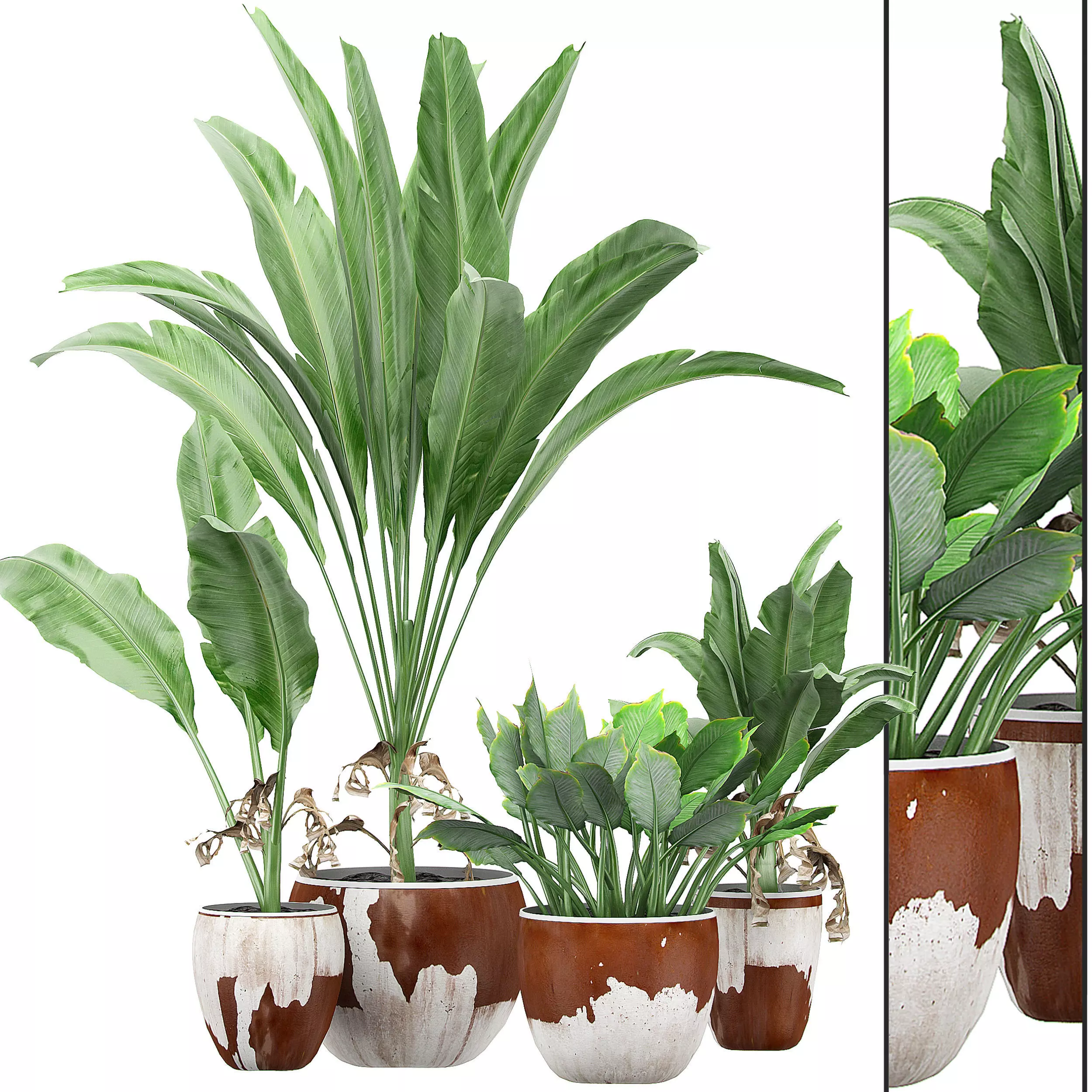 Flower Pack 133 3D model