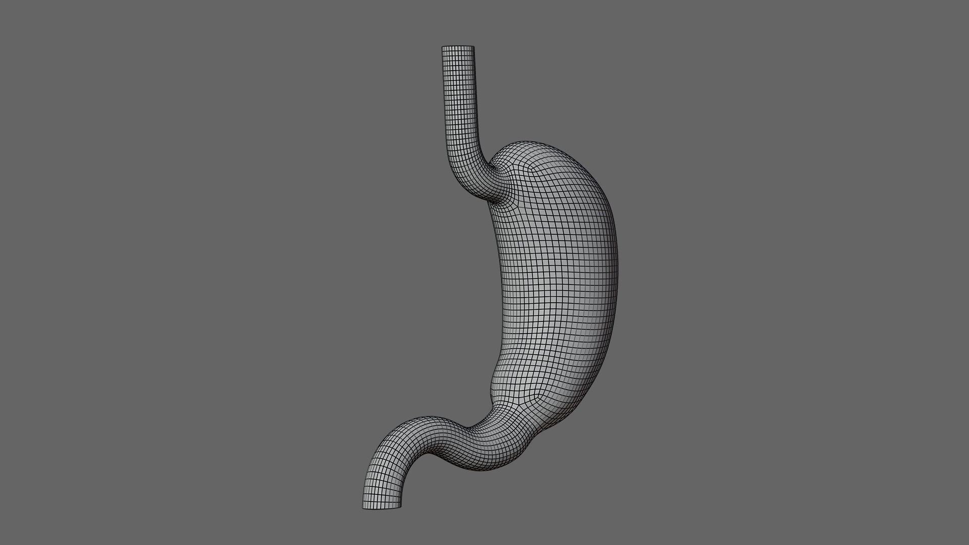 Human Stomach - updated 02-25-24 3D model_8