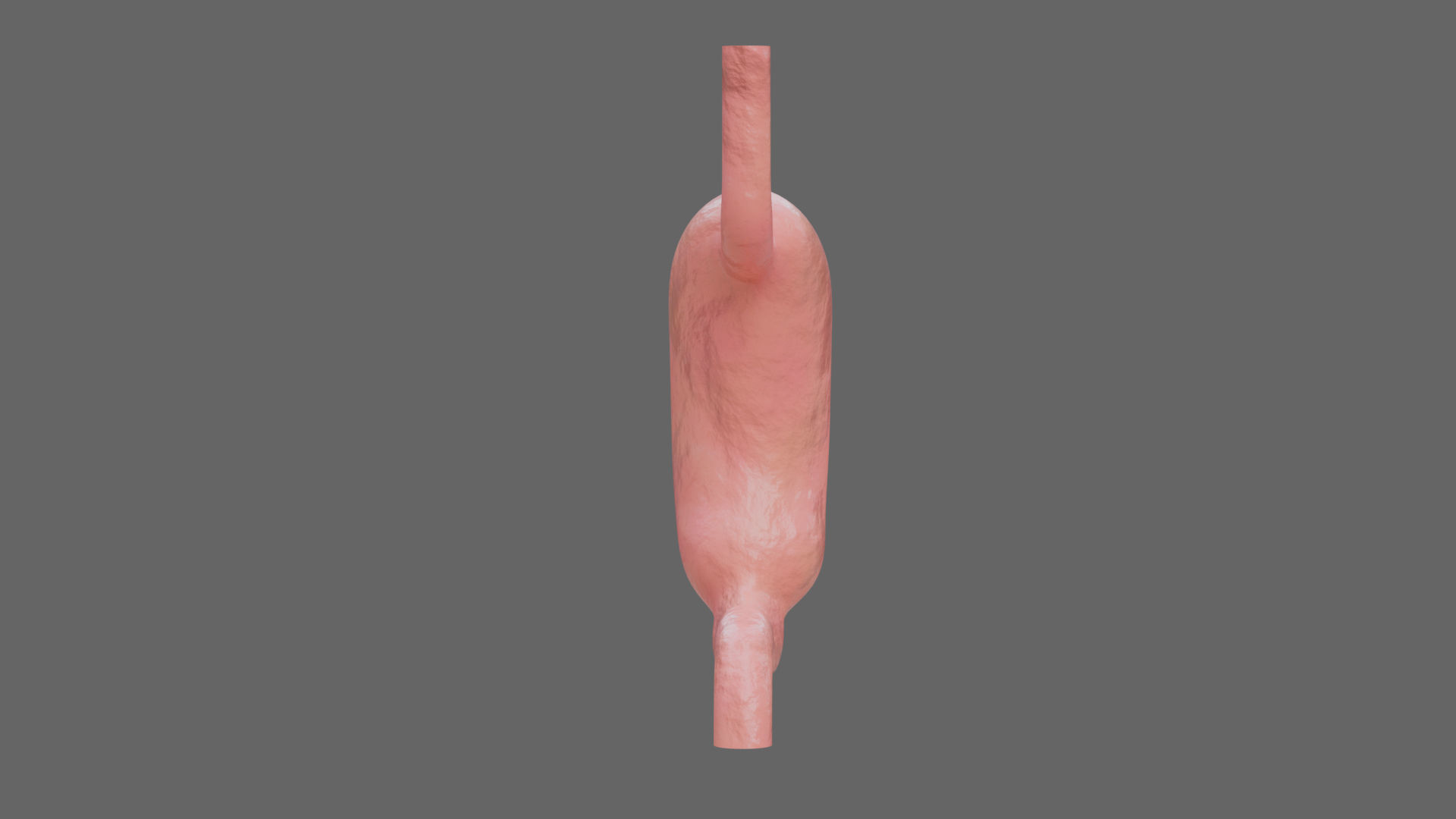 Human Stomach - updated 02-25-24 3D model_2