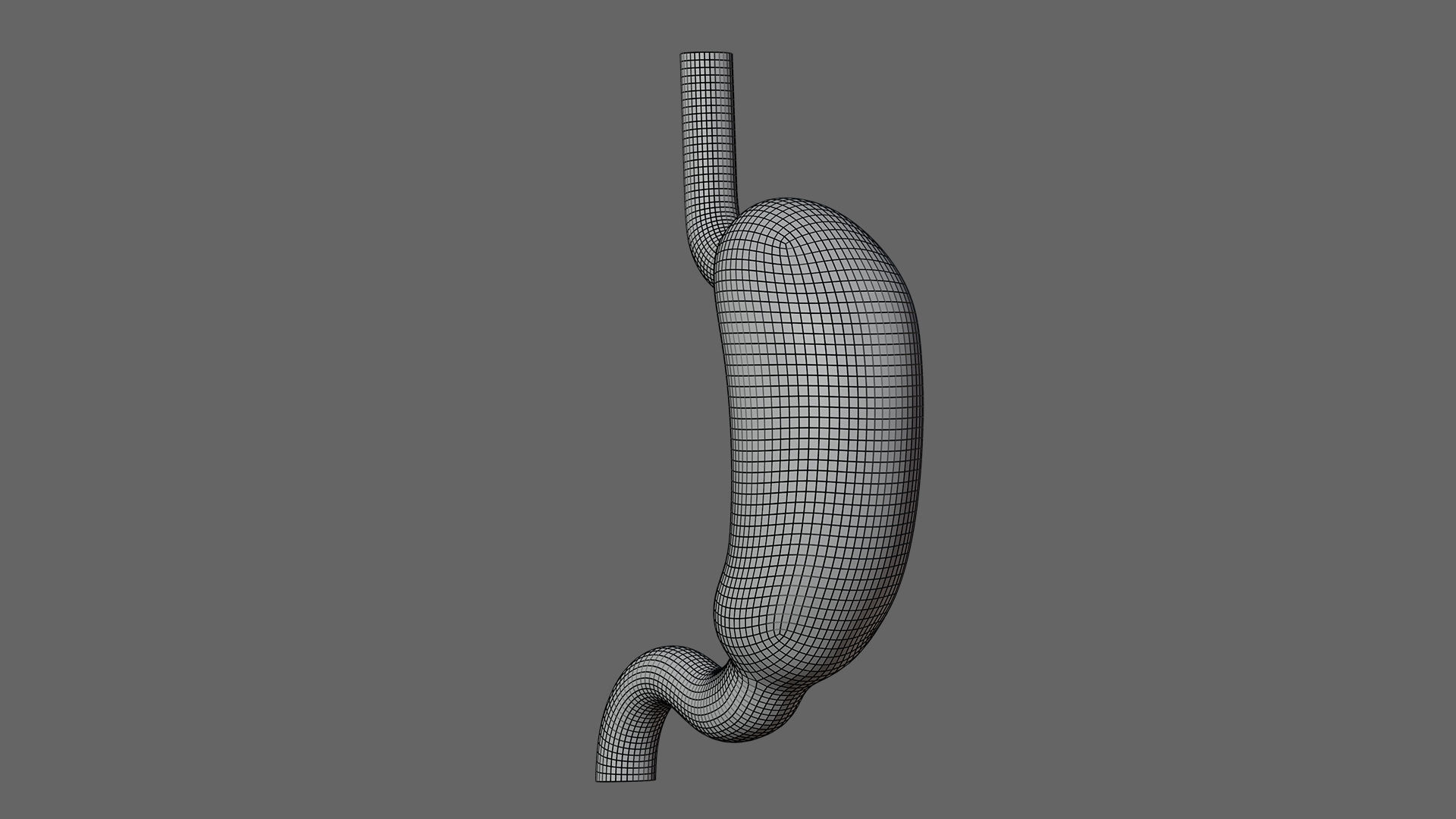 Human Stomach - updated 02-25-24 3D model_9