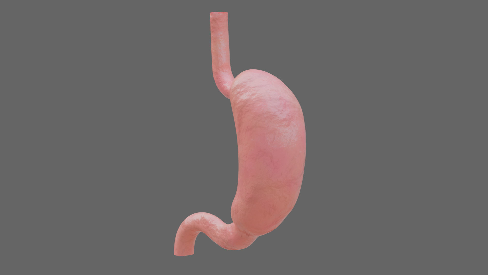 Human Stomach - updated 02-25-24 3D model_3