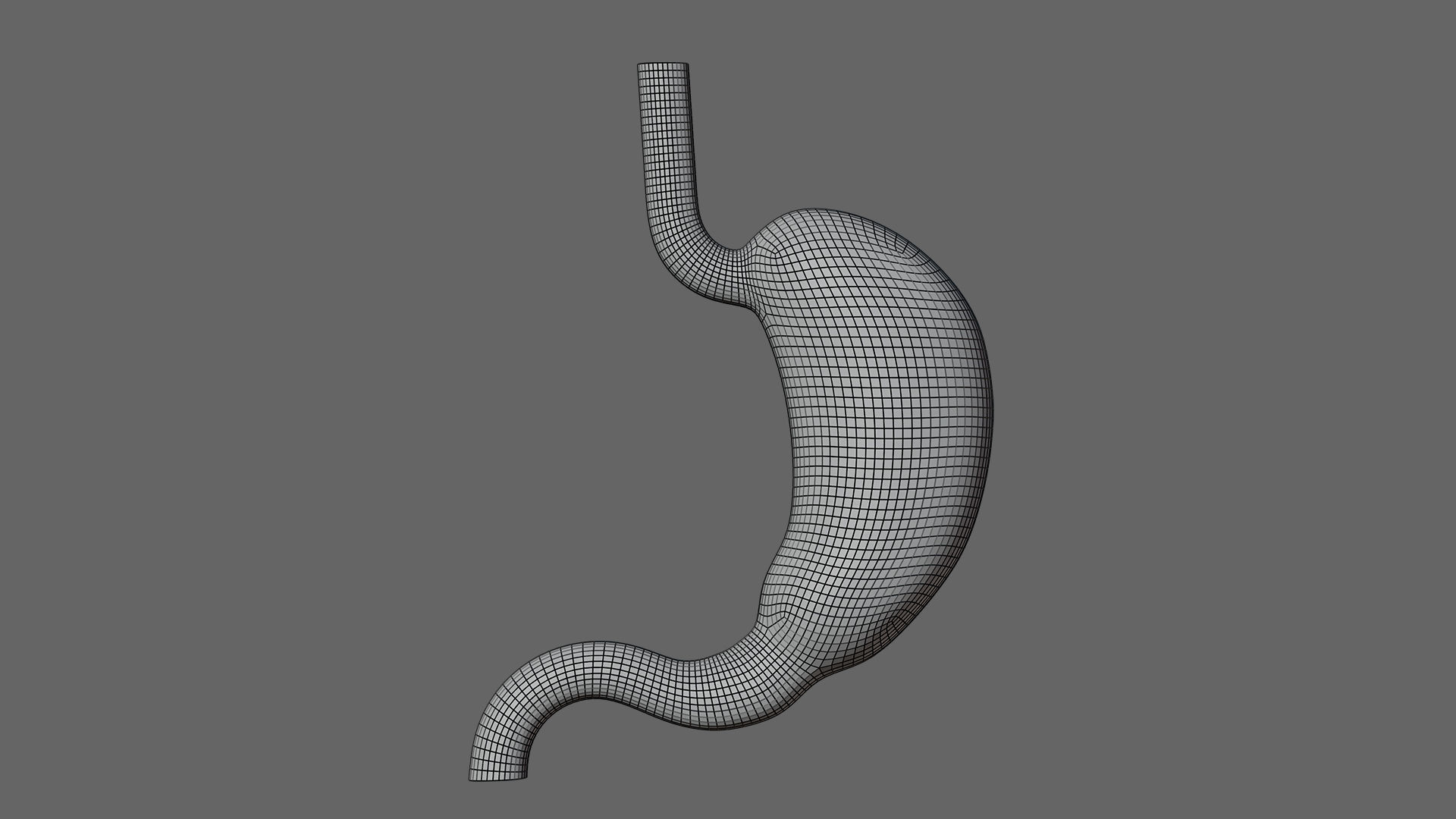 Human Stomach - updated 02-25-24 3D model_7
