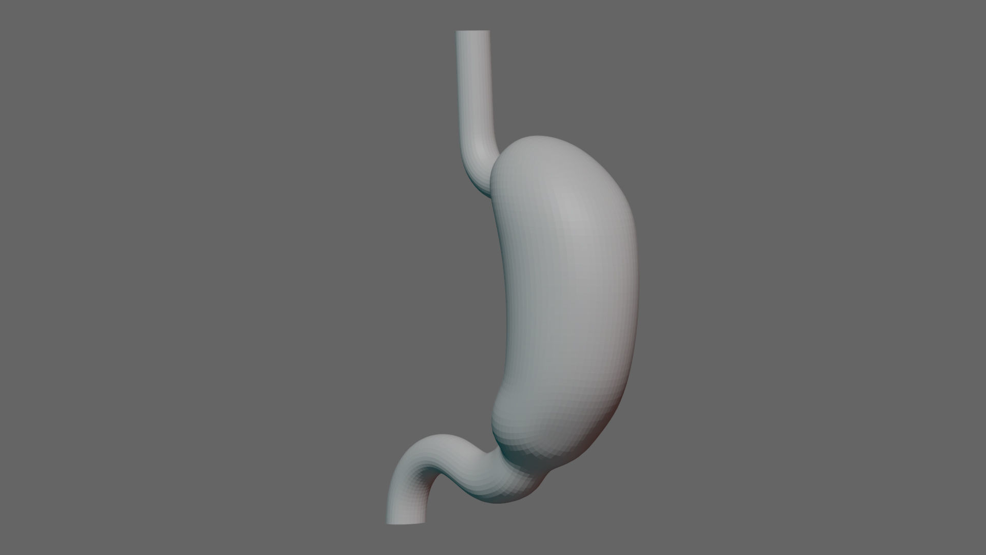 Human Stomach - updated 02-25-24 3D model_6