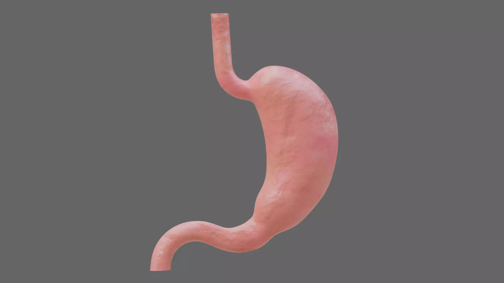 Human Stomach - updated 02-25-24 3D model_0