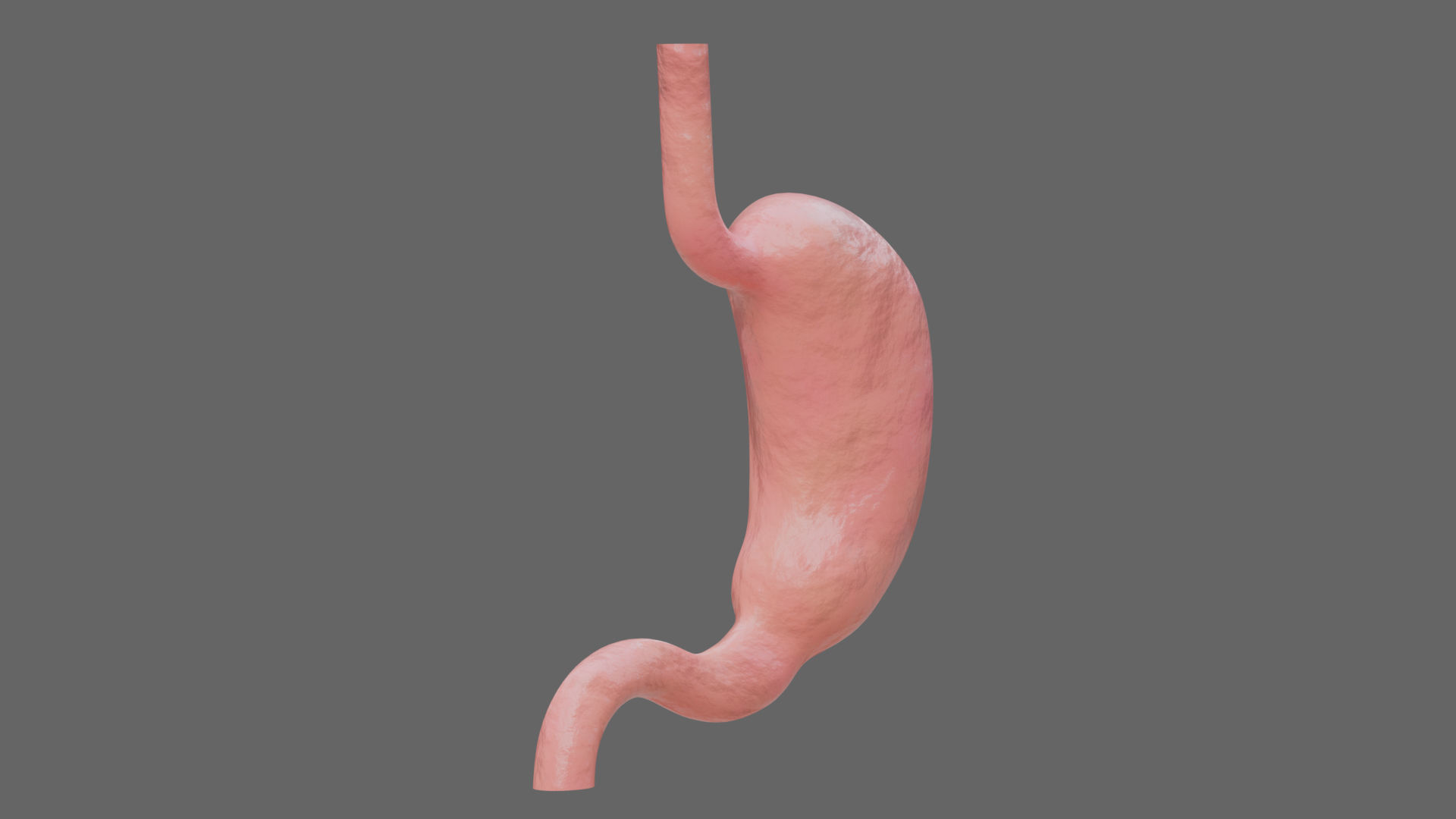 Human Stomach - updated 02-25-24 3D model_1