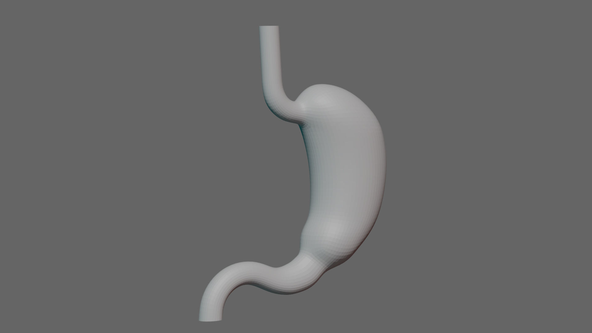 Human Stomach - updated 02-25-24 3D model_5
