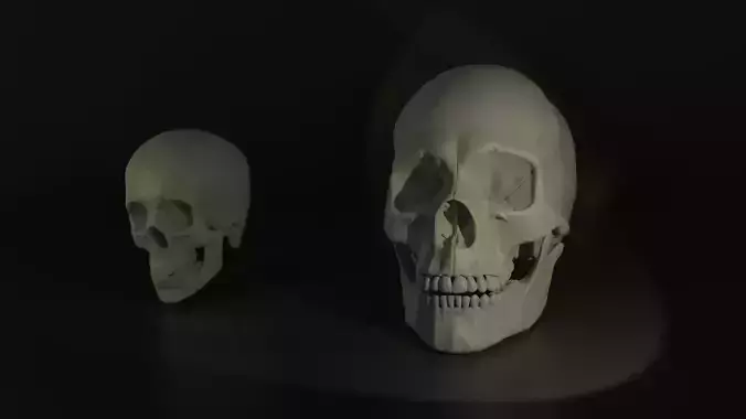 Skulls two human