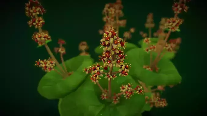 Flower UMBRELLA SUCCULENTS