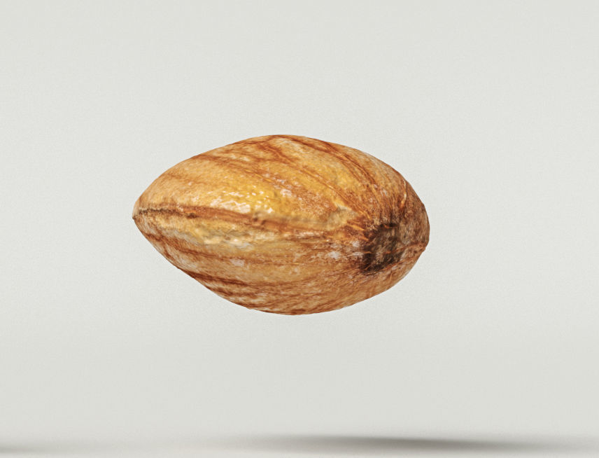 Almond 3D model_7
