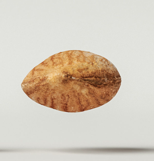 Almond 3D model_5
