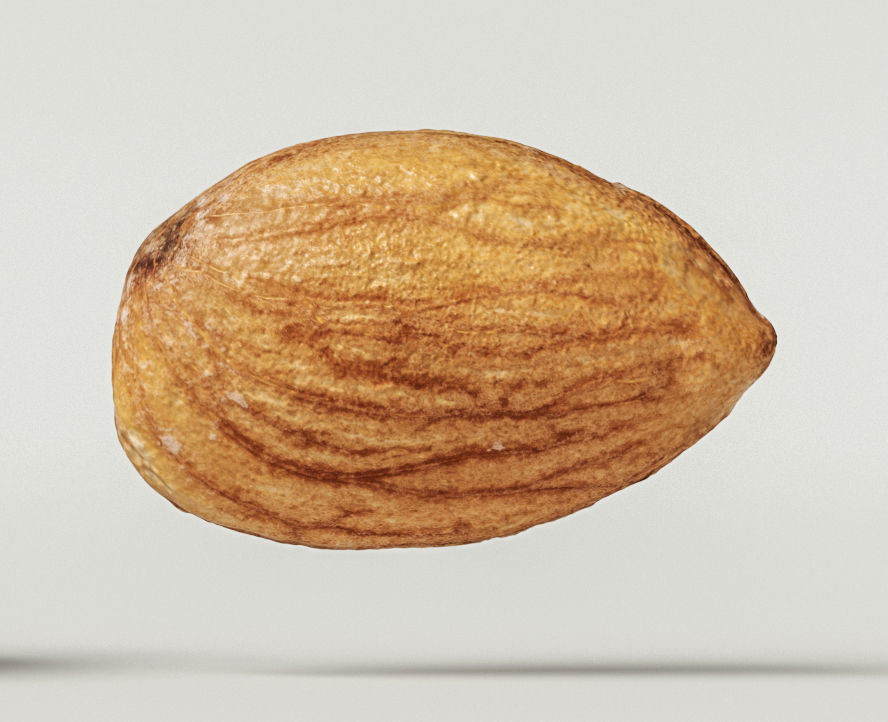 Almond 3D model_6